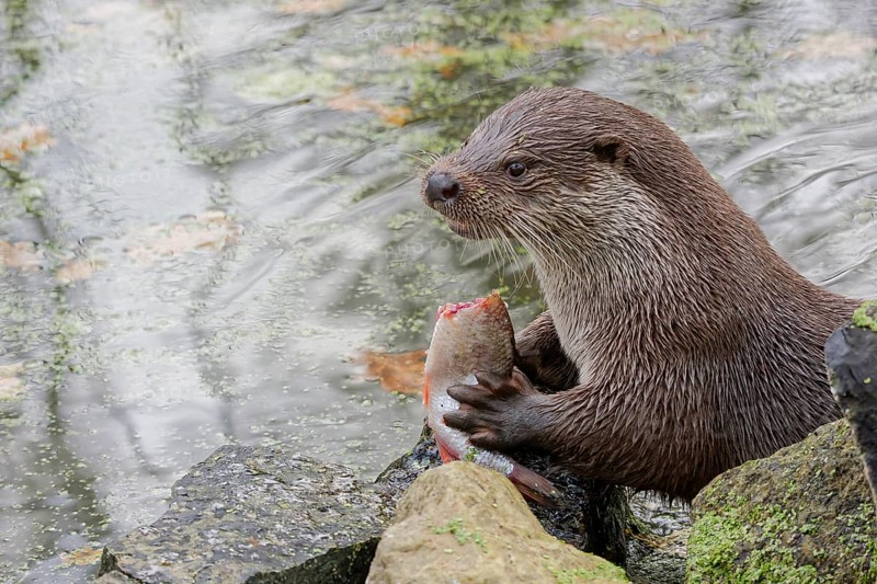 European otter (Lutra lutra) sitting on riverbank and holding a fish while feeding, close-up wildlife scene with wet fur, natural freshwater habitat, detailed portrait of predator behavior, calm water surface in background, high detail nature photography, Poland