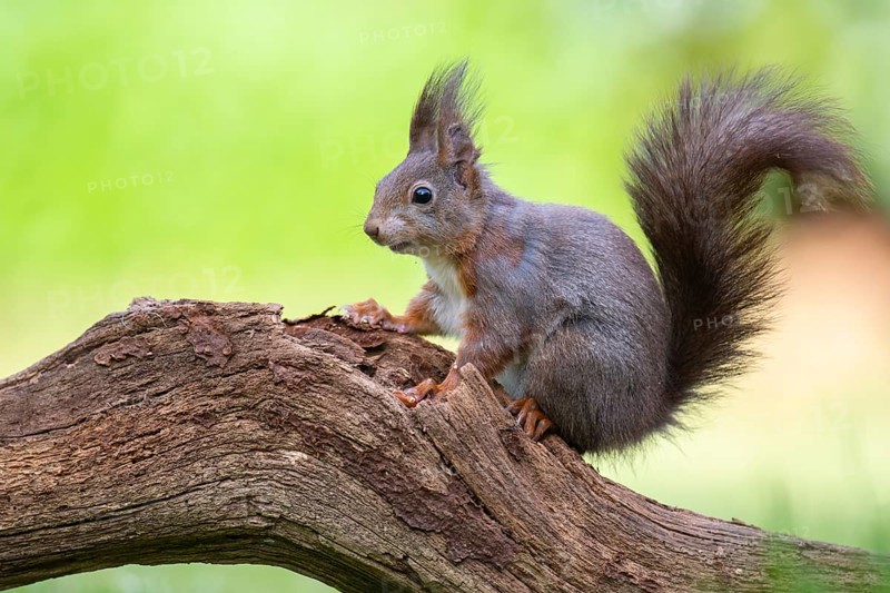 Squirrel (ciurus vulgaris), Vechta, Lower Saxony, Germany