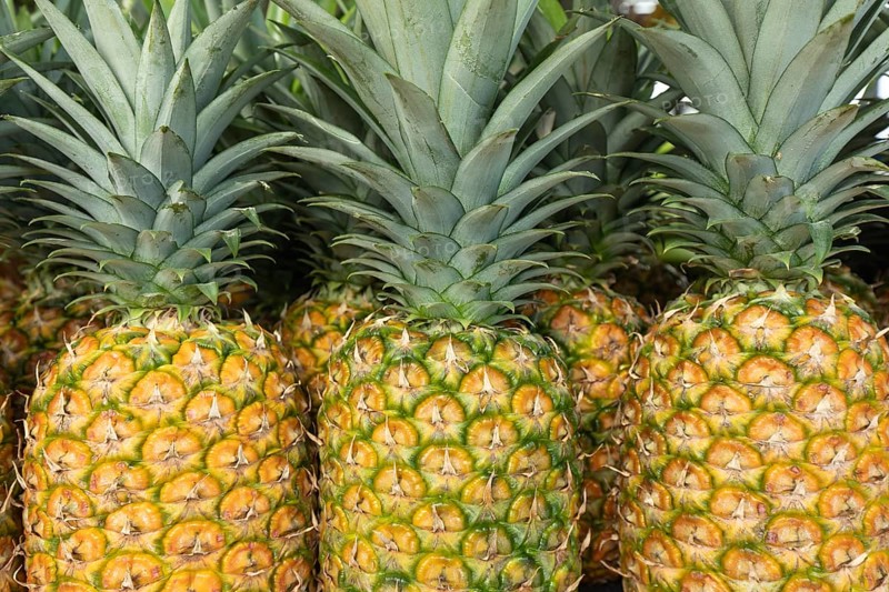 Ripe MD2 Gold Pineapples (Ananas comosus) with vibrant skin and green leafy crowns. Costa Rica