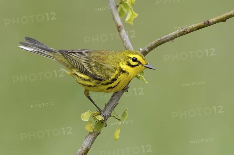 Prairie Warbler (Setophaga discolor), Texas, USA
