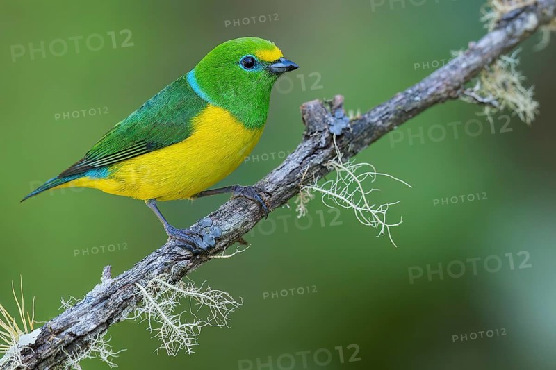 Blue-naped Chlorophonia (Chlorophonia cyanea) perched on a branch in Colombia, South America