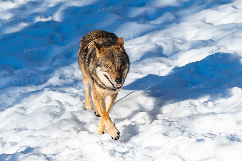 European gray wolf (Canis lupus lupus) walking in a forest in winter, snow, Bavaria, Germany
