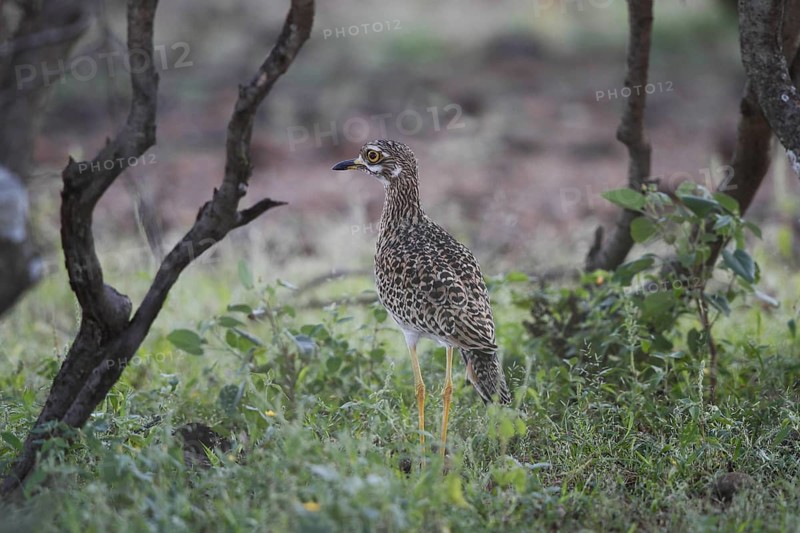 Spotted Thick- knee, Burhinus capensis