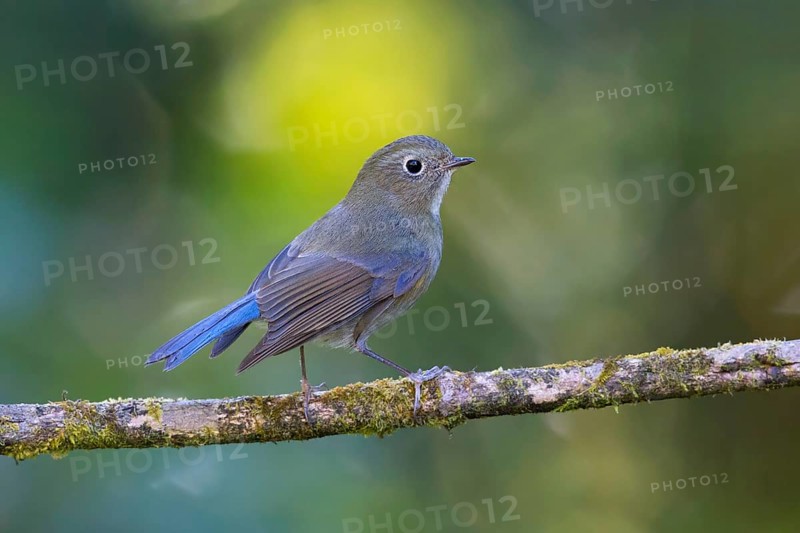 Himalayan Bluetail (Tarsiger rufilatus) male, Thailand