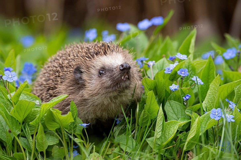 Cute hedgehog, brown-breasted hedgehog (Erinaceus europaeus) in the garden, Vechta, Lower Saxony, Germany