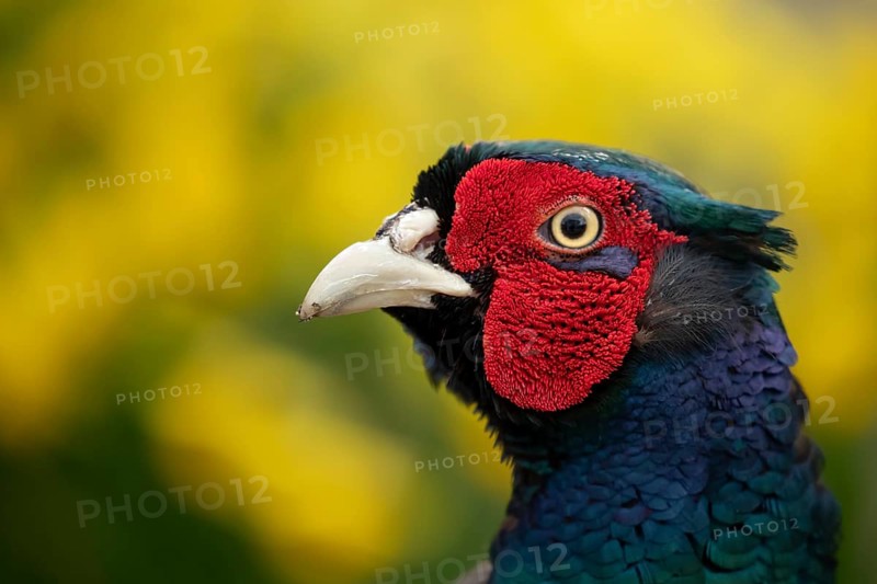Common pheasant (Phasianus colchicus) adult male game bird head portrait, England, United Kingdom