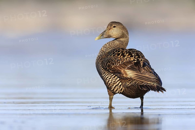Common Eider (Somateria mollissima) female, British Columbia, Canada