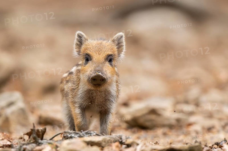 Wild boar (Sus scrofa) piglet standing in a forest, Bavaria, Germany