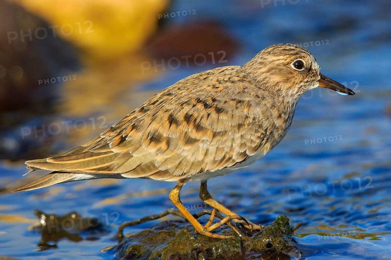 Temminck's Stint (Calidris temminckii), Greece