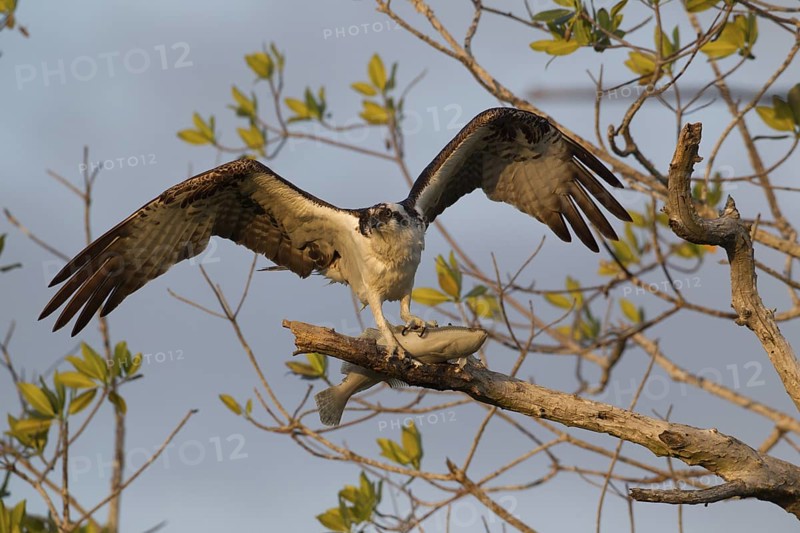 Western Osprey (Pandion haliaetus) feeding on fish prey on a branch, Florida, USA