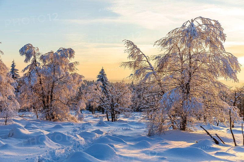 Winter landscape with snow-covered trees and branches covered with hoarfrost on the Erzgebirgskridge at sunset, Zinnwald-Georgenfeld, Altenberg, Osterzgebirge, Saxony, Germany