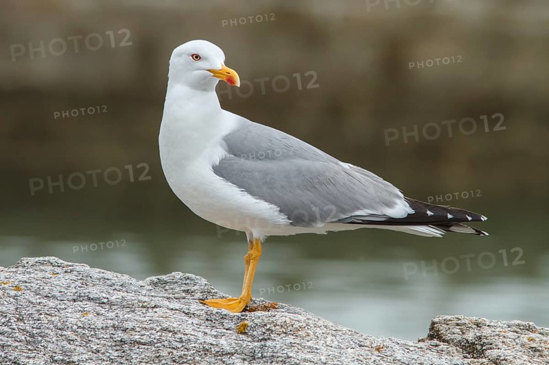 Yellow-legged Gull (Larus michahellis), adult on stone shore, Galicia, Spain