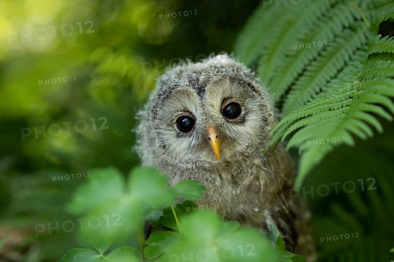Ural Owl (Strix uralensis) fledgling, captive, Germany