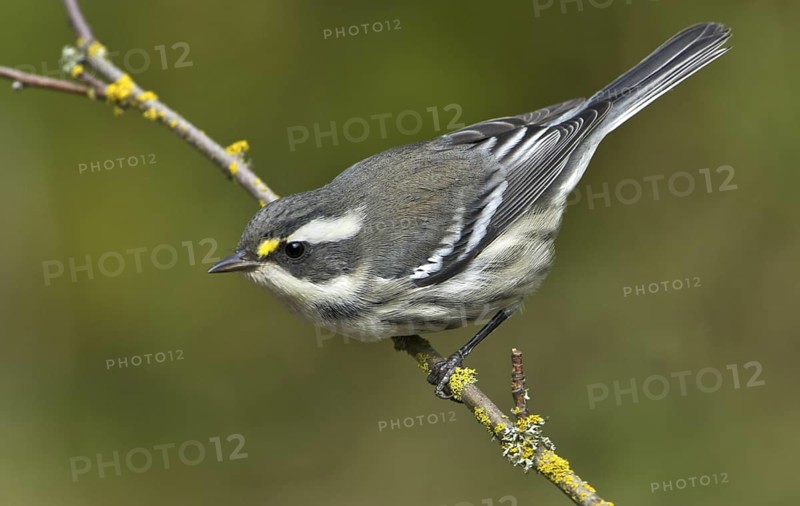 Black-throated Grey Warbler (Setophaga nigrescens), British Columbia, Canada