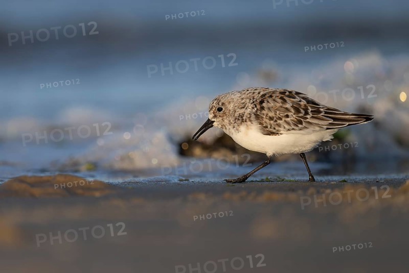 Avocet (Recurvirostra avosetta), Texel, Netherlands