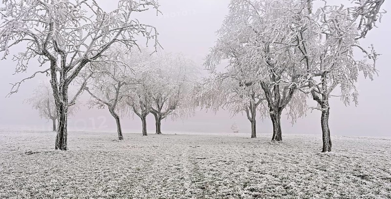 Row of trees with hoarfrost, Lindenberg, Freiamt, Canton of Aargau, Switzerland