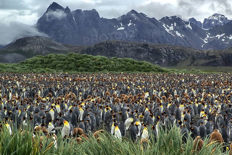 Antarctica, South Georgia, Salisbury Pain, a colony of King Penguins, (Aptenodytes patagonicus), Salisbury Pain, South Georgia, Antarctica