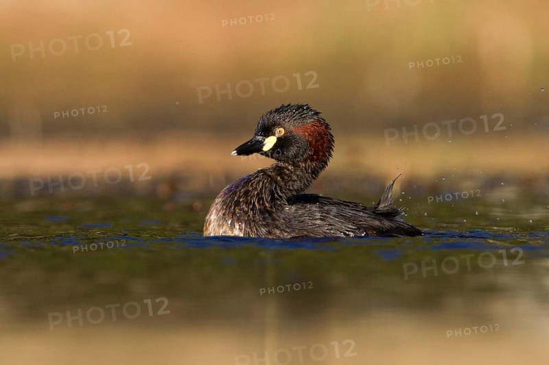 Australasian Grebe (Tachybaptus novaehollandiae), Victoria, Australia
