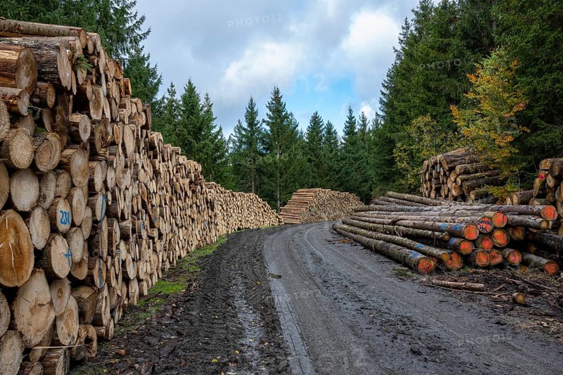 Logging in the Harz Mountains, Goslar, forest work, Lower Saxony, Germany