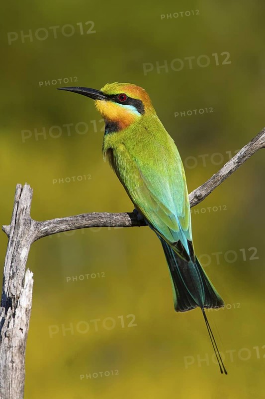 Rainbow Bee-eater (Merops ornatus), Queensland, Australia