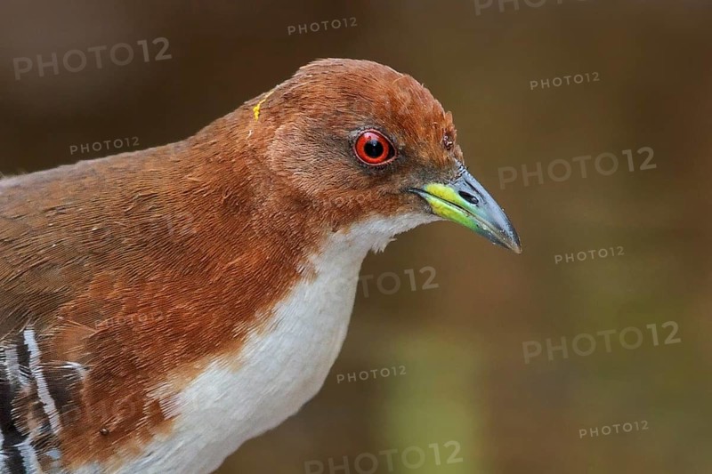 Red-and-white Crake (Laterallus leucopyrrhus) feeding in a marsh in the Atlantic rainforest of southeast Brazil