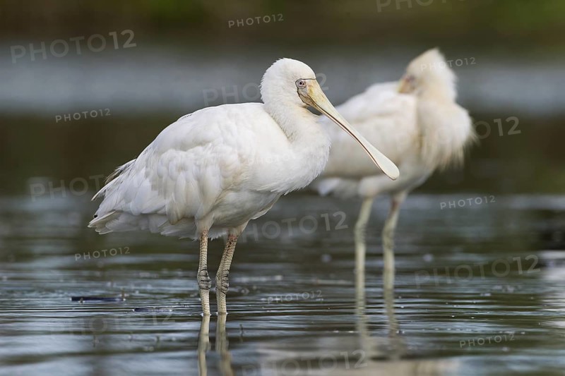 Yellow-billed Spoonbill (Platalea flavipes), Victoria, Australia
