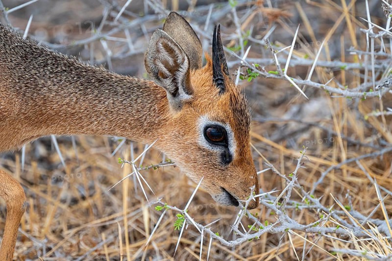 Damara dik-dik or kirk dik-dik (Madoqua kirkii), adult animal in the undergrowth, Etosha National Park, Namibia