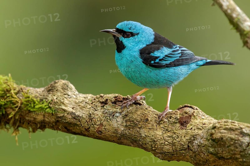 Blue Dacnis (Dacnis cayana) perched on a branch in the Atlantic Rainforest Region of Brazil