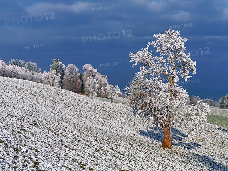 Winter landscape with trees and meadows in hoarfrost, Beinwil, Freiamt, Canton of Aargau, Switzerland