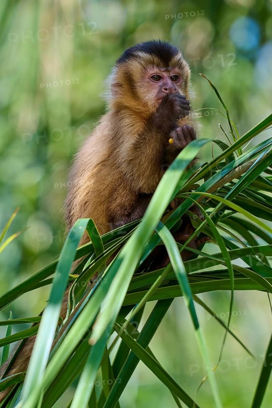 Small monkey sitting thoughtfully on a green branch in a natural environment, capuchin monkey (Sapajus apella), Pantanal, Mato Grosso, Brazil