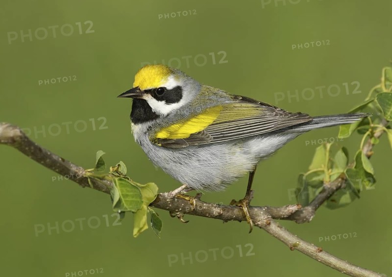 Golden-winged Warbler (Vermivora chrysoptera), Texas, USA