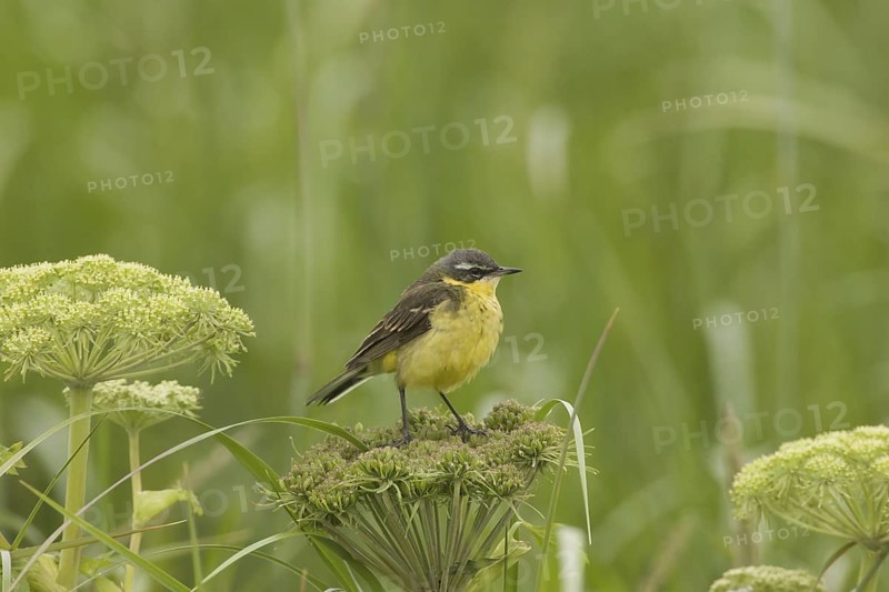 Eastern Yellow Wagtail (Motacilla tschutschensis), Alaska, USA