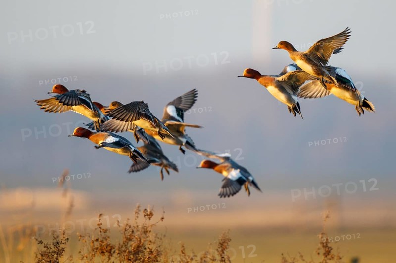 Eurasian Wigeon (Mareca penelope) group flying, Netherlands