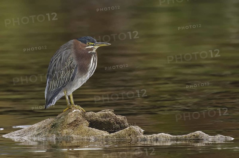 Green Heron (Butorides virescens), Arizona, USA