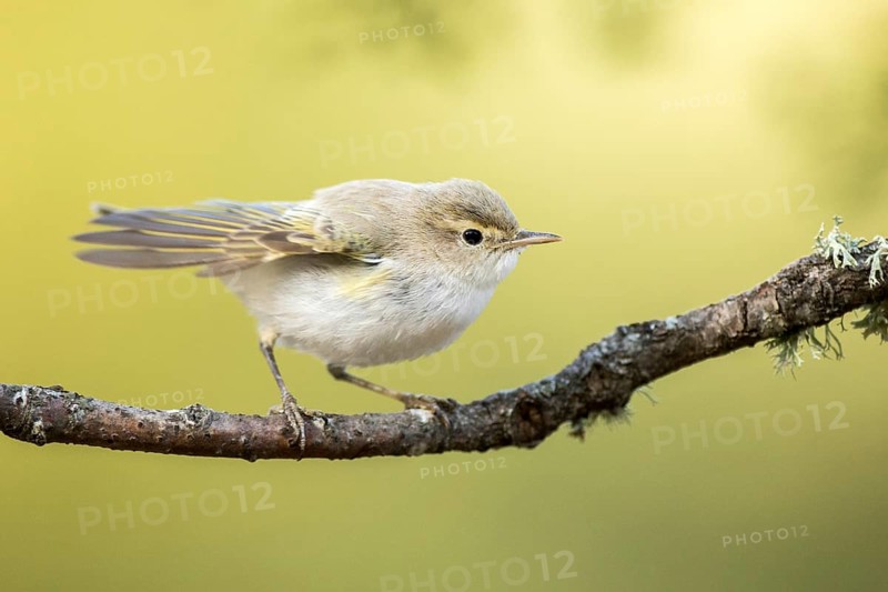 Western Bonelli's Warbler (Phylloscopus bonelli) perched on a branch, Andalusia, Spain