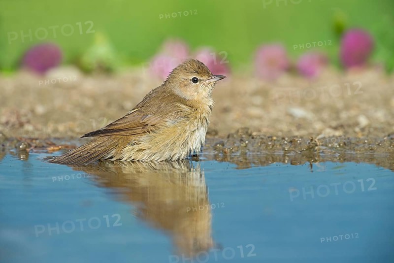 Garden Warbler (Sylvia borin) bathing, Aosta Valley, Italy