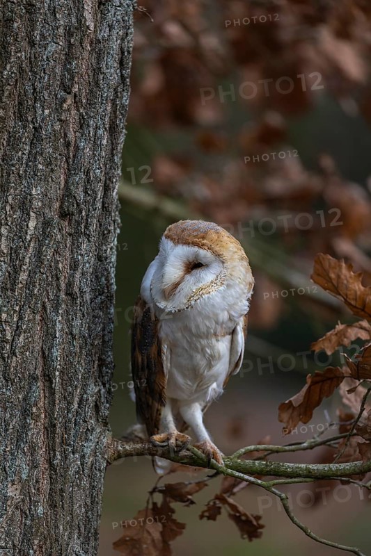 One barn owl (Tyto alba) sitting on a twig of a beech tree with some autumnal coloured leafs