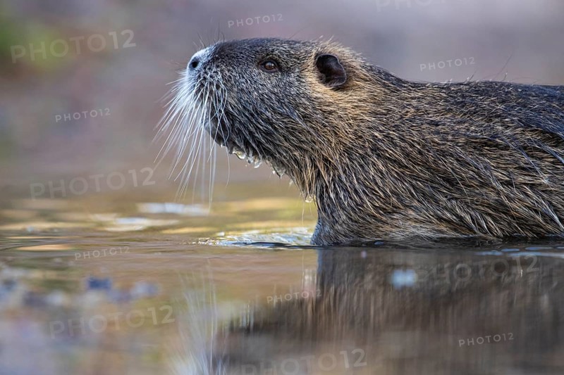 Nutria (Myocastor coypus) in a body of water, Osnabrück, Lower Saxony, Germany