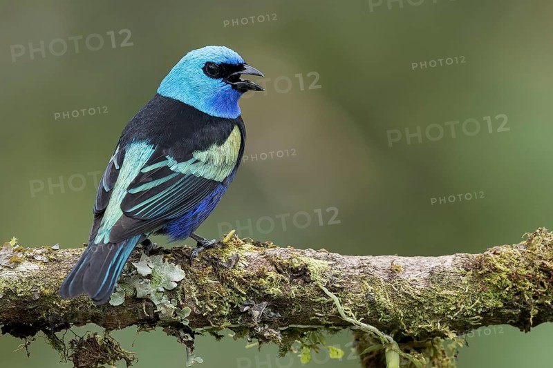 Blue-necked Tanager (Tangara cyanicollis) perched on a branch in Colombia, South America