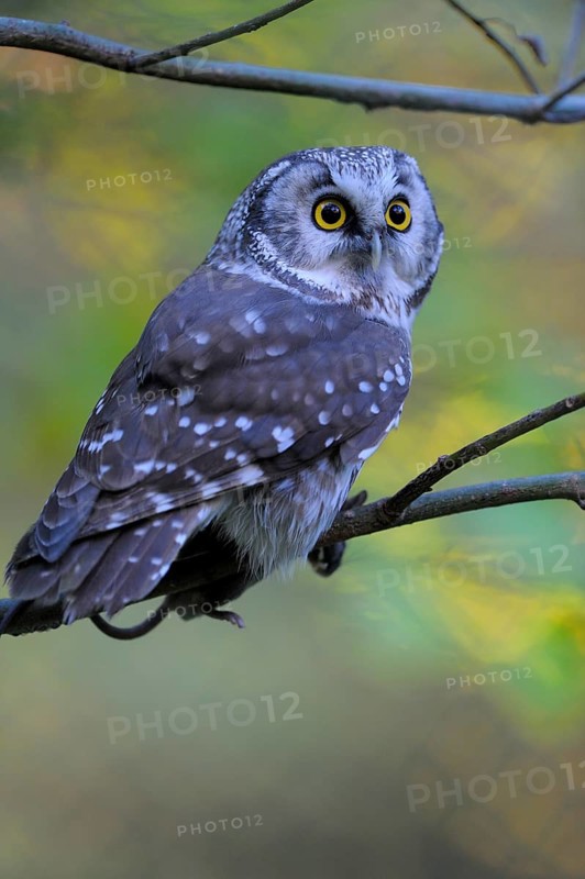 Rauhfusskauz (Aegolius funereus), Boreal owl, adultes Tier, mit einer Maus, Fuetterung, Oktober, captive, Nationalpark Bayerischer Wald, Bayern, Deutschland