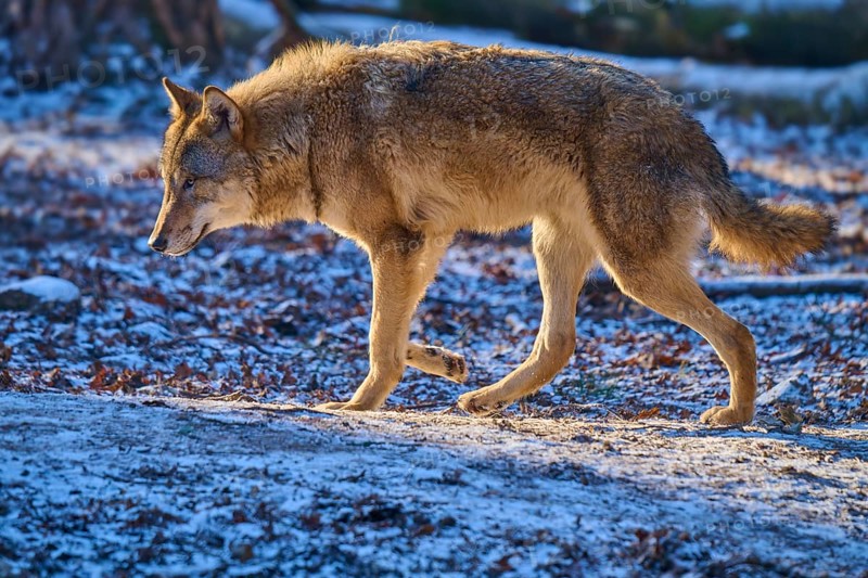 A wolf moves calmly across a snow-covered area in the forest, winter, wolf (Canis lupus), Germany