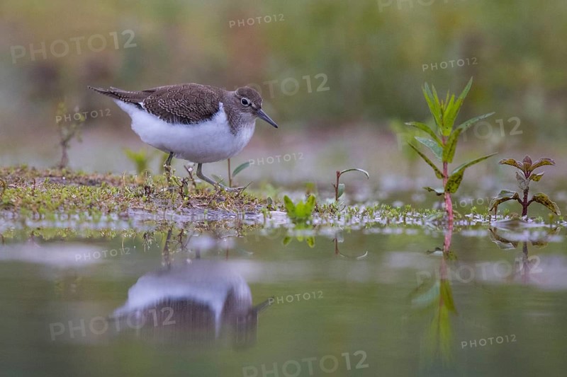 Common Sandpiper (Actitis hypoleucos) foraging, North Rhine-Westphalia, Germany