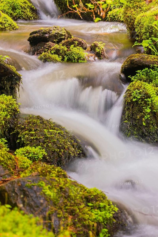 Little creek in the Bavarian Forest Nationalpark. Flowing water, little cascades, mossy stones and fresh green vegetation