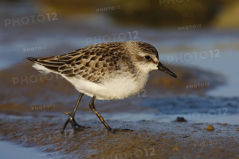 Semipalmated Sandpiper (Calidris pusilla) juvenile, Asturias, Spain