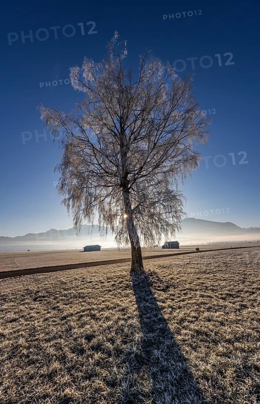 Tree, birch, hoarfrost, sunbeams, fog, path, backlight, sunny, mountain landscape, winter, Loisach-Lake Kochel moor, view of Jochberg, foothills of the Alps, Bavaria, Germany