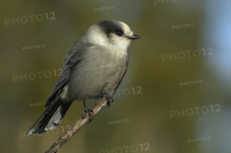 Grey Jay (Perisoreus canadensis), Alberta, Canada