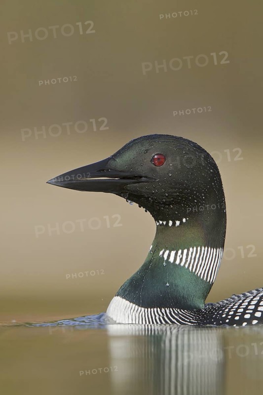 Great Northern Loon (Gavia immer), British Columbia, Canada