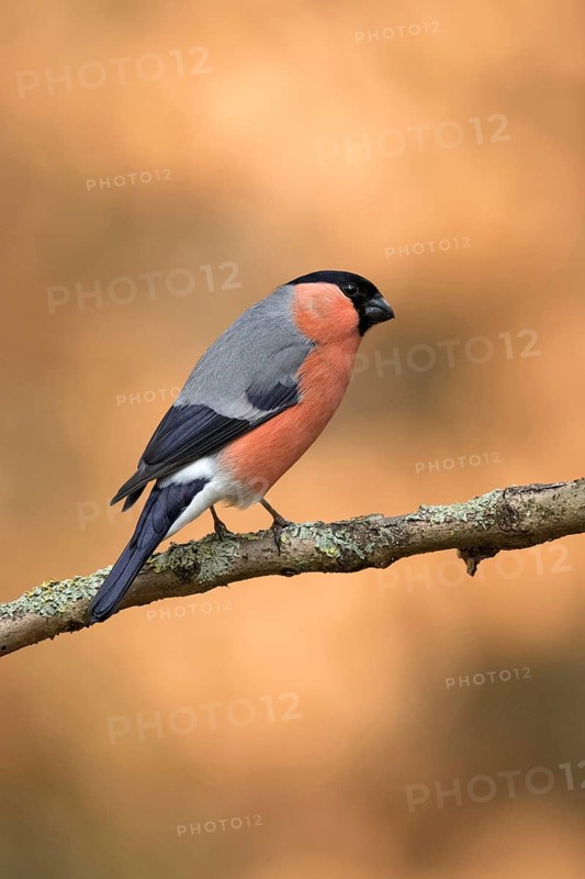 Goudvink man zittend op tak, Bullfinch male sitting on branch