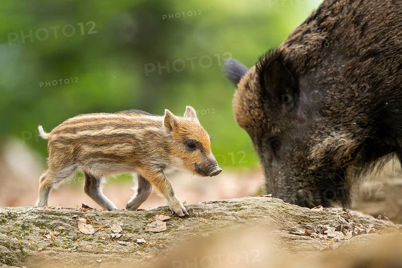 Wild boar (Sus scrofa) piglet walking in a forest, Bavaria, Germany