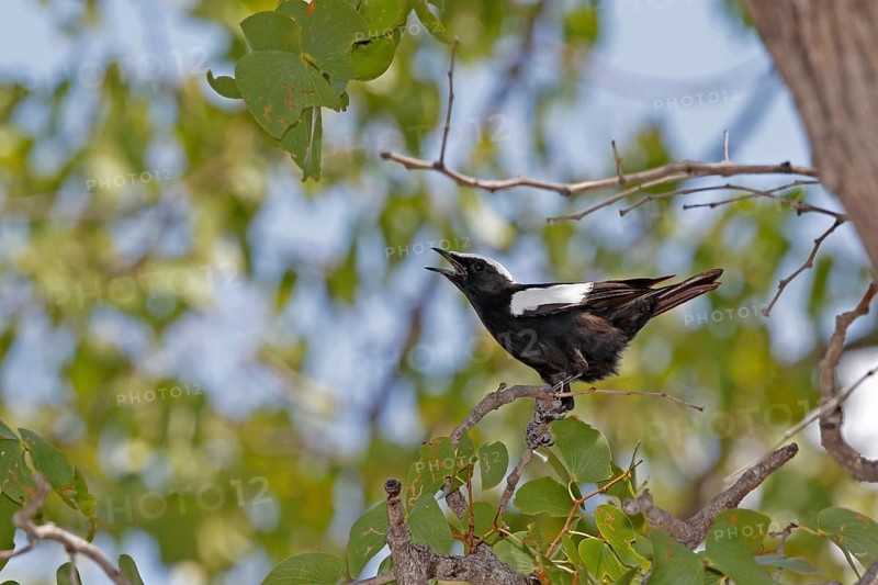 Arnott's Chat (Myrmecocichia arnotti)